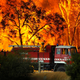 On February 7th 2009, out of control bushfires raged through Australia’s New South Wales province, claiming 173 lives in the country’s largest wildfire disaster. Image: AP